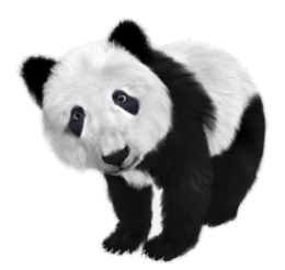 Panda.png