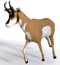 antelope.png