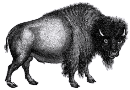 bison.png