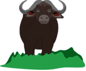buffalo.png