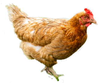 chicken.png