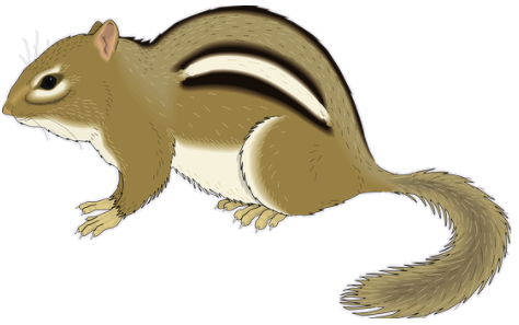 chipmunk.png