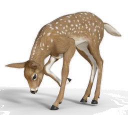 deer.png