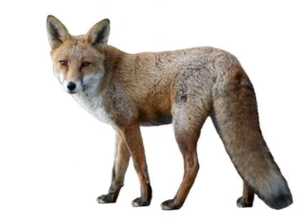 fox.png