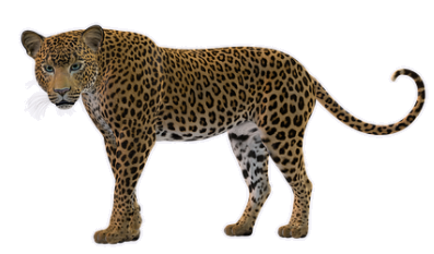 leopard.png