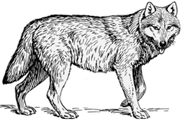 wolf.png