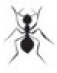 ant.png