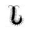 centipede.png