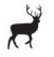 deer.png