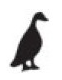 duck.png