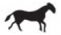 horse.png