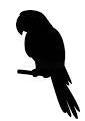 parrot.png