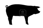 pig.png