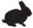 rabbit.png