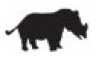 rhino.png