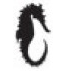 seahorse.png