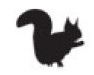 squirrel.png