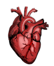 heart