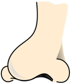 nose