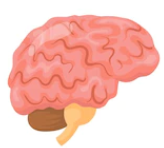 cerveau.png