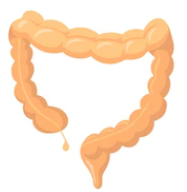 grosintestin.png