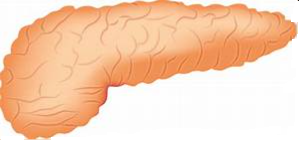 pancreas.png