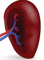 spleen.png