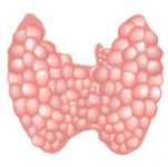 thyroide.png