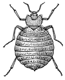bedbug