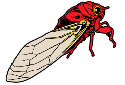 cicada