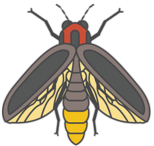 firefly