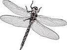 libellule