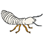 termite