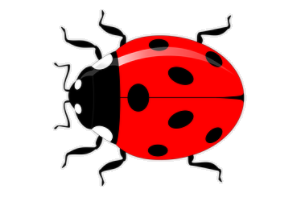 coccinelle