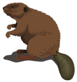 beaver