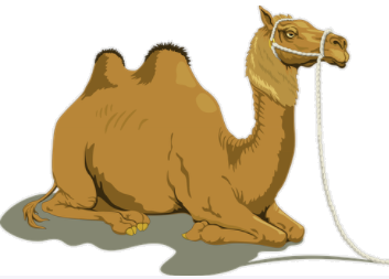 camel