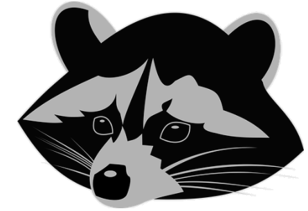 raccoon