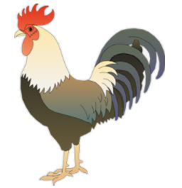 rooster