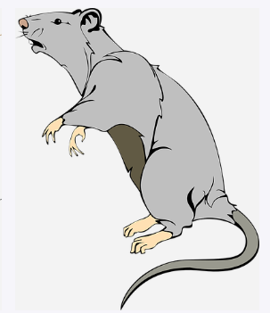 WFmouse1.png