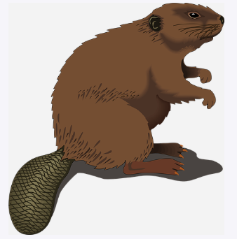 beaver1.png
