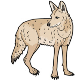 coyote1.png