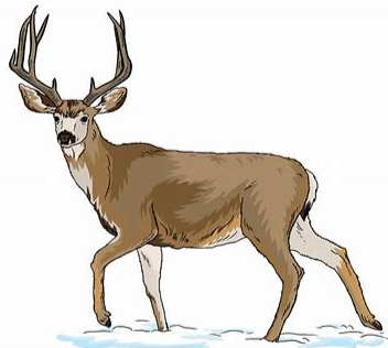 deer1.png
