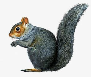 greysquirrel1.png