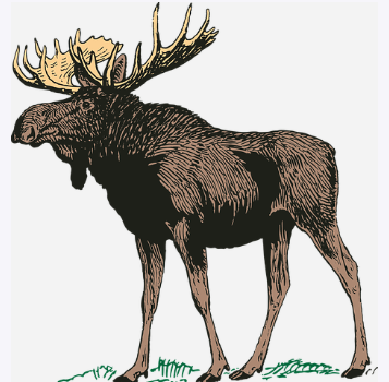 moose1.png