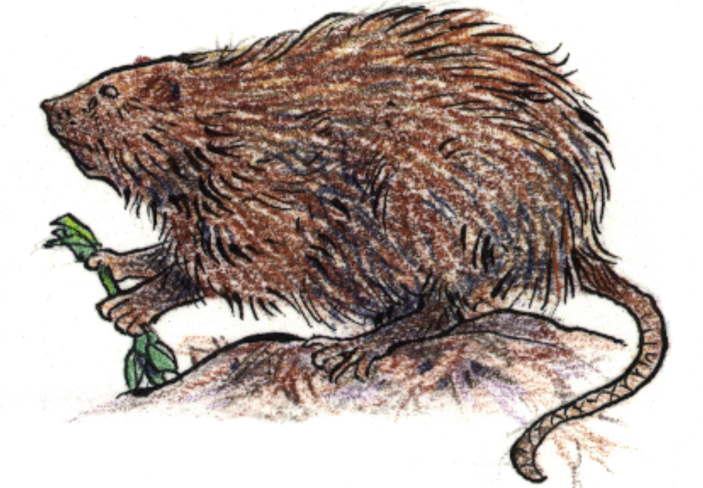 muskrat1.png