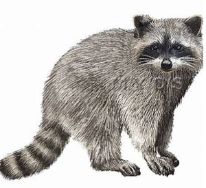 racoon1.png