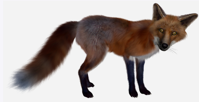 redFox1.png
