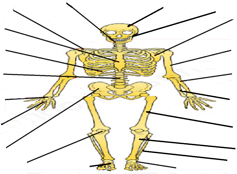 velo