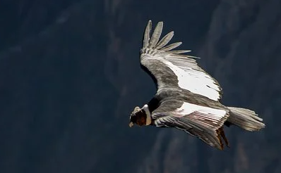 Andean Condor