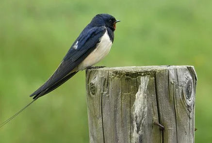Barn swallow